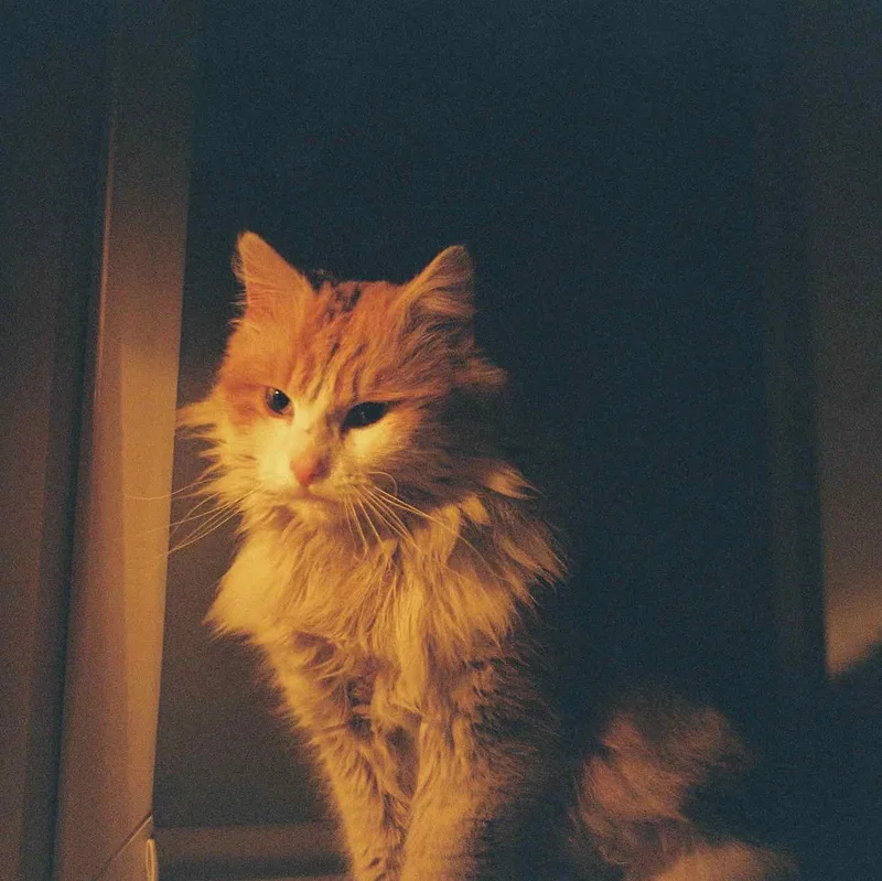 Film photo shot on Kodak UltraMax 400 with a Canon FTb QL, developed at Foto.sk, by Branci