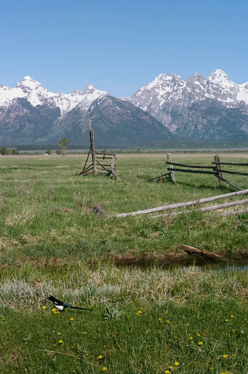 Magpie and mountains shot on Kodak Portra 160 with a Olympus OM-1N, developed at Dominion Camera, by Lucy Mueller