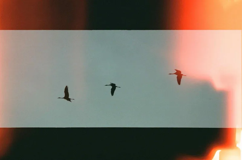 Oiseaux passage shot on Kodak Gold 200 with a Pentax Espio Zoom