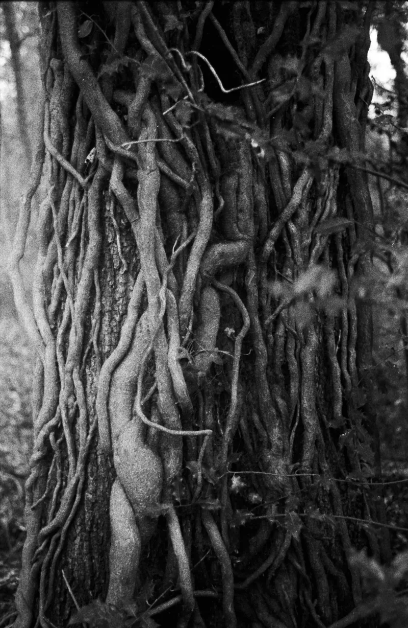 weird tree roots shot on Ilford Kentmere Pan 400 with a Pentax MV1, developed at Home / Self-Developed, by Paulina