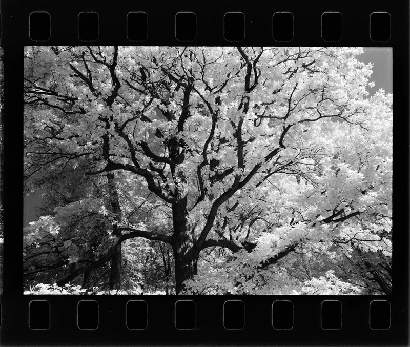 Film photo shot on Agfa Aviphot Pan 200 with a Nikkormat FTN, by Mike