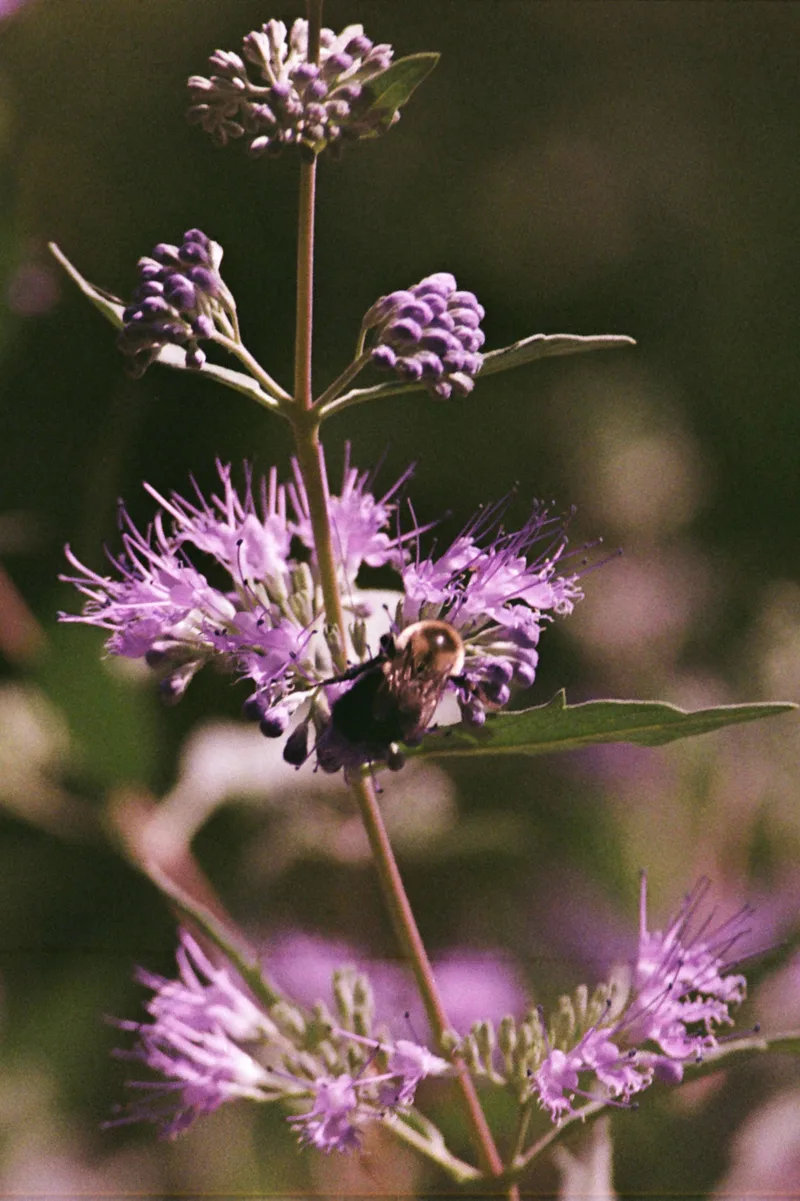 Bumblebee shot on Kodak Gold 200 with a Konica Autoreflex T, by Koda
