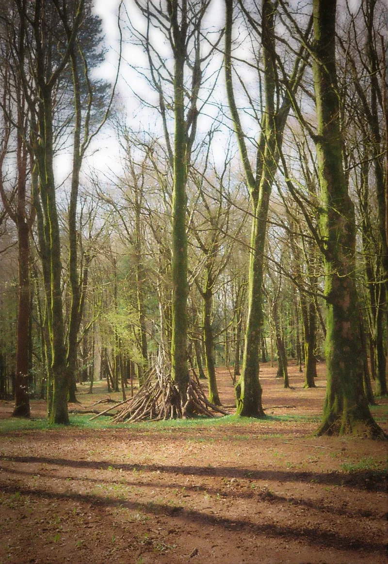 Forest Fawr Woods shot on Kodak ColorPlus 200 with a pentax 17, developed at Max Speilmann, by Nigel Owen