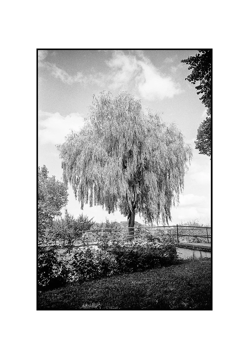 Willow Tree shot on Kodak T-Max 100 with a Leica M7, developed at Sedan Sieben, by Christian