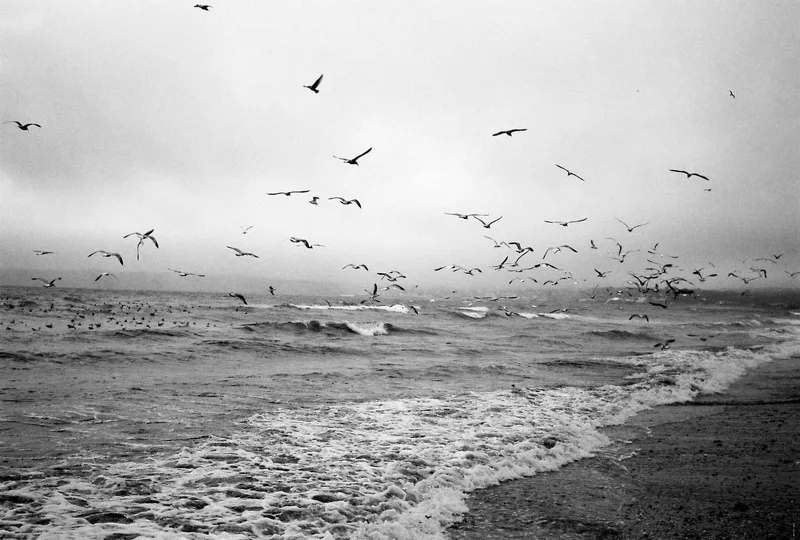 A seagul frenzy shot on Ilford HP5 with a Olympus Trip 35, developed at AG Photolab, by Rick Davy