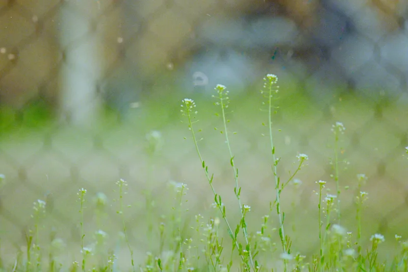 spring weeds shot on Kodak Gold 200 with a Nikon F3, developed at full circle fine art services, by thistle
