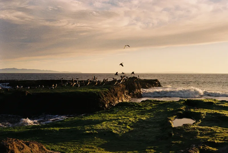 An Evening Roost shot on Kodak Gold 200 with a Nikon EM, by Merkonfilm