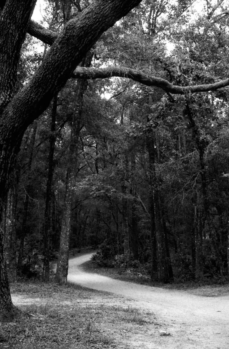 Follow the path shot on Kodak Tri-X 400 with a Leica IIIF, developed at Home / Self-Developed, by Robert Fernandez