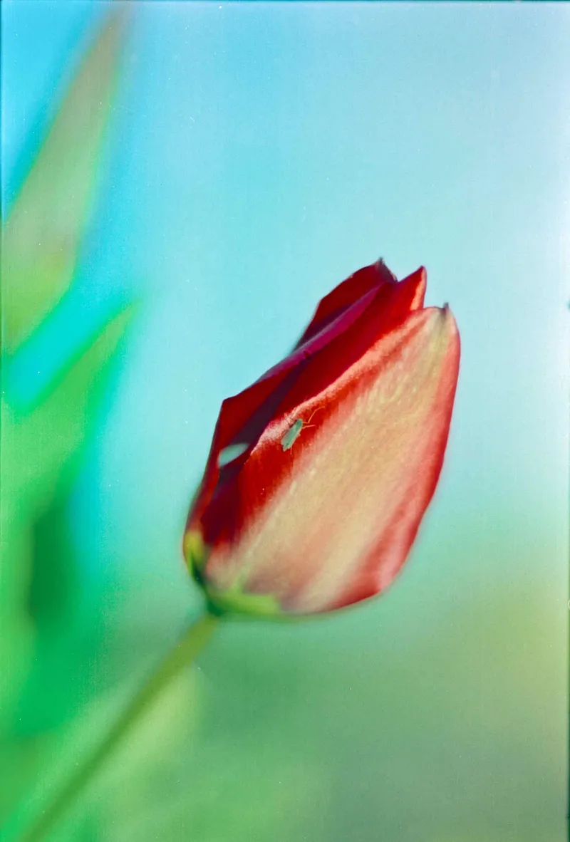 Bug on tulip shot on Kodak EXR 100T with a Nikon F2, developed at Home / Self-Developed, by Scott Zempel