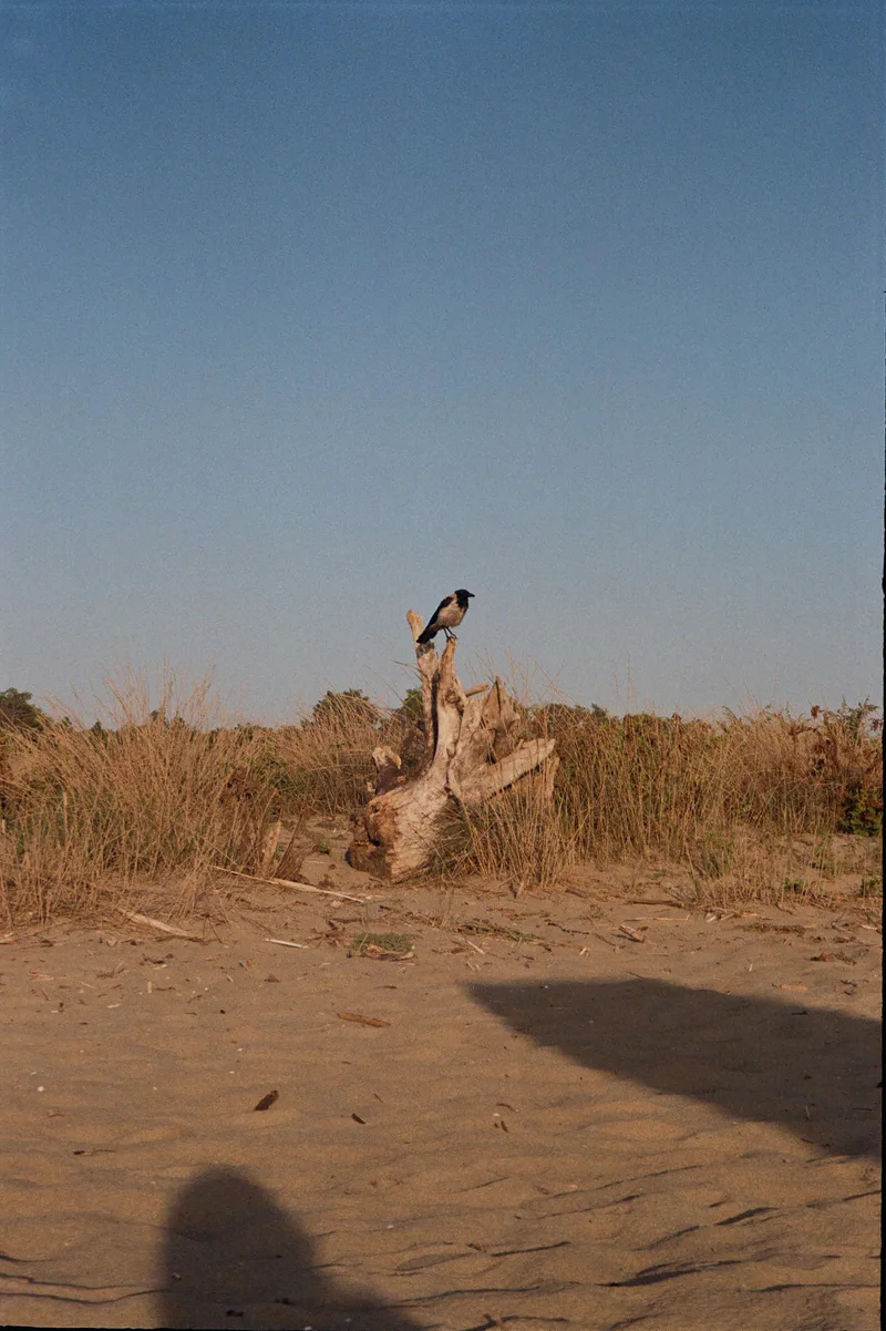 Film photo shot on Kodak Gold 200 with a Canon PrimaZoom70F, developed at Film Speed Lab, by Ayşegül