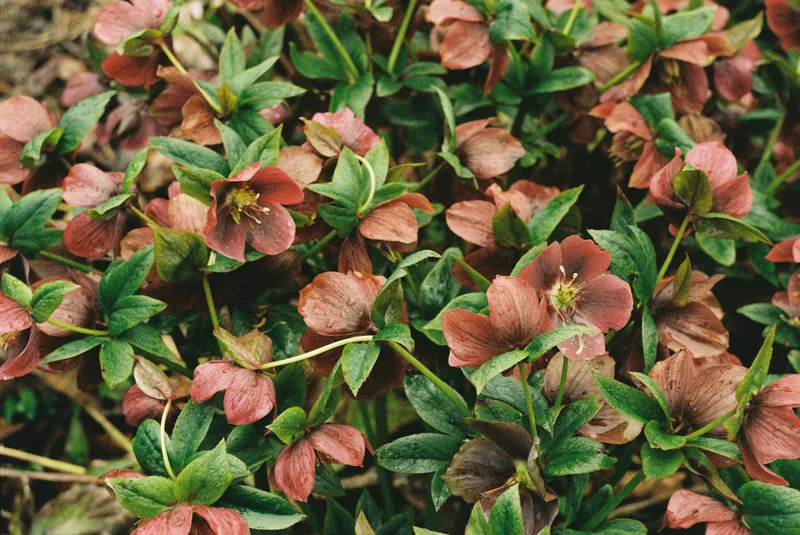 Rustic Blooms shot on Kodak Gold 200 with a Pentax Spotmatic F, developed at Cambrian Photography, by Sophie