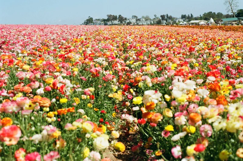 The flower fields in Carlsbad CA shot on Kodak ColorPlus 200 with a Nikon F100, developed at East LA Film Shop, by Anthony Balboa