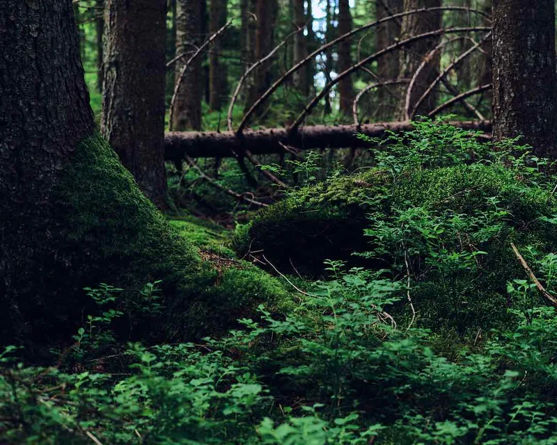 Black Forest shot on Kodak Portra 400 with a Hasselblad 500C/M, developed at Moderne Lab, by Levin Haegele