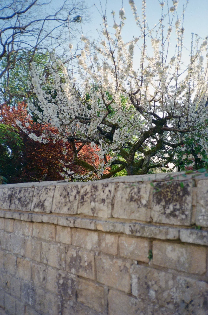 the main theme shot on KING FILM Perutz Color 400 with a Olympus XA, by damiano