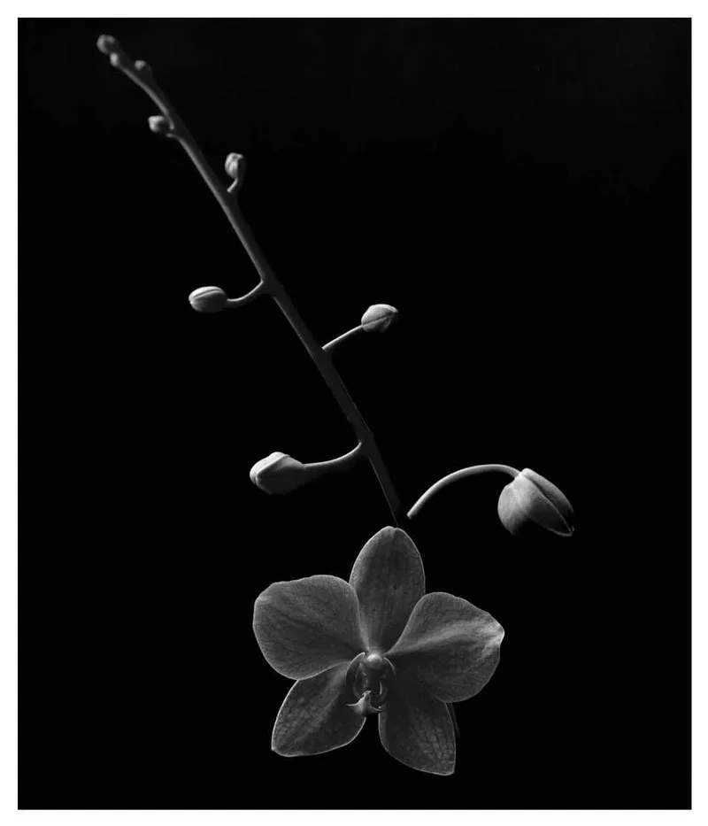 Progression of Life shot on Kodak Tri-X 400 with a Pentax 67 II, developed at Home / Self-Developed, by Derrick Buckner