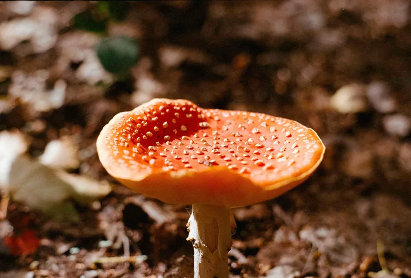 Mushroom shot on Kodak UltraMax 400 with a Minolta X-300, by Oscar