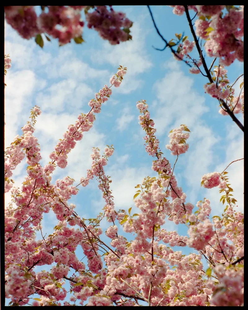 NY Bloom shot on Kodak Gold 200 with a Pentax 67, by Andrew DeNatale