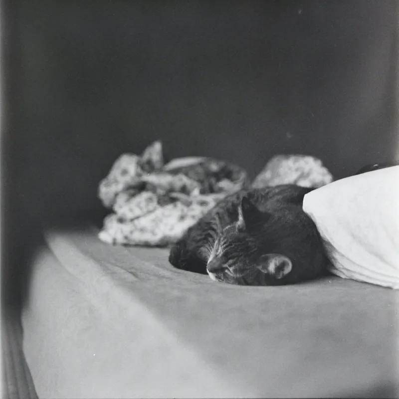 Film photo shot on Foma Fomapan 400 Action with a Rolleicord III, developed at Home / Self-Developed, by Tabi Hituji