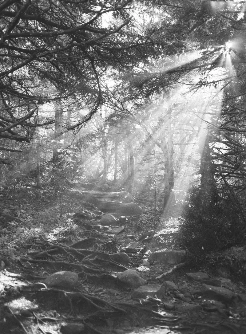 Through the mist shot on Kodak T-Max 400 with a Mamiya 645E, developed at Accurate Photo, by J Isles