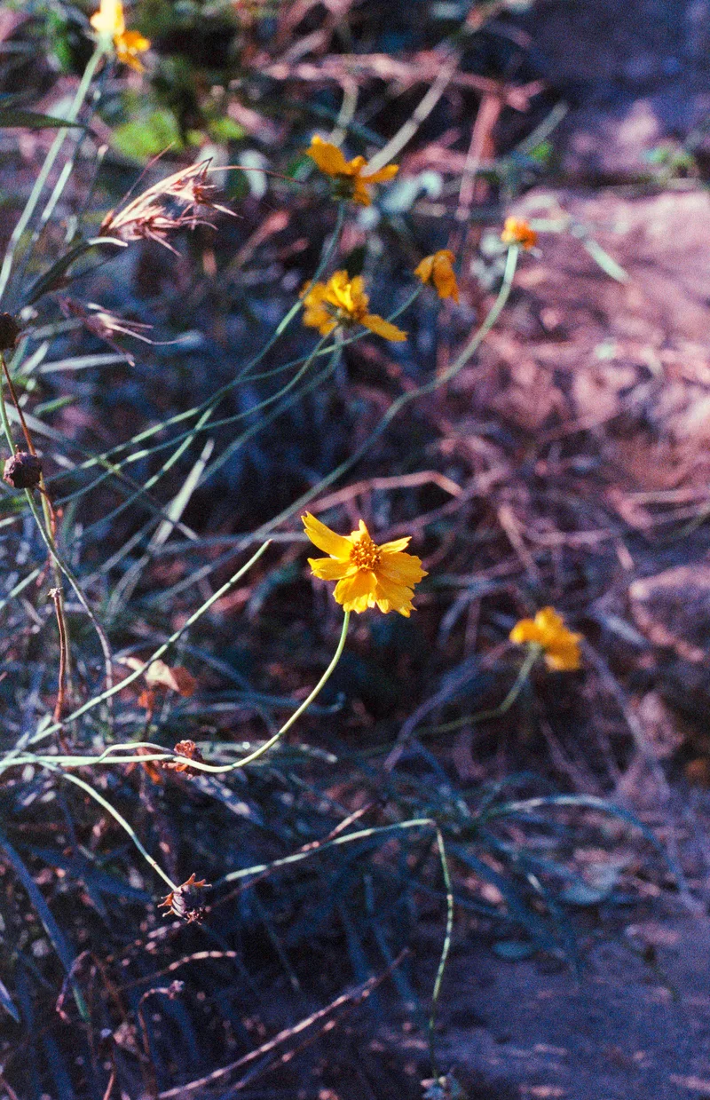 The Flower that Hopes shot on VibePhoto 800 VibePhoto 800 with a Canon F-1n, developed at Moyo , by Darren Fielding