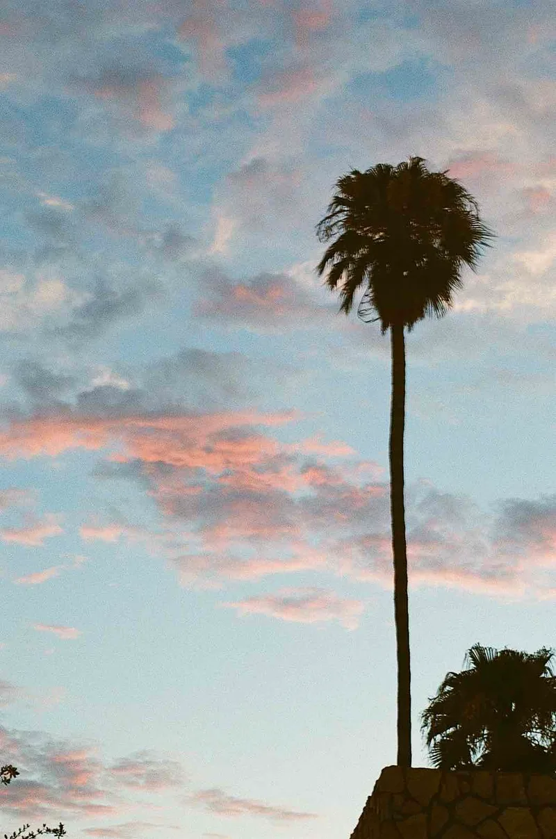 Dreamy evenings shot on Fujifilm Superia X-TRA 400 with a Minolta X-370S, developed at TCR Photo Imaging Center, by 35mm_of_Alex