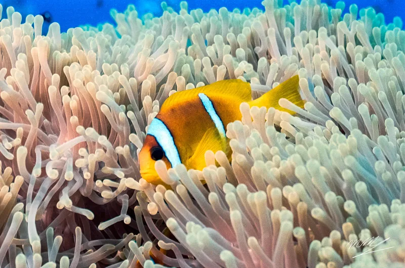 Clown fish seeking for protection shot on Kodak Portra 160 with a Nikonos RS, developed at Home / Self-Developed, by Marco Manuzzi