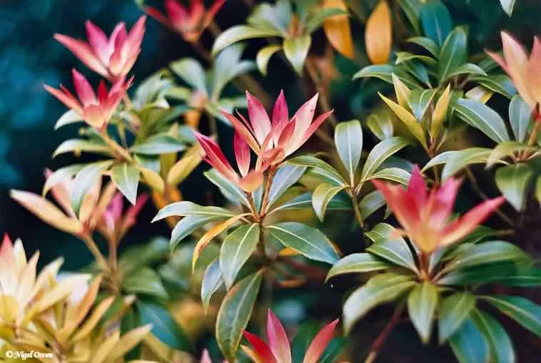 Shrub shot on Kodak ColorPlus 200 with a Zenit 11, developed at Max Speilmann, by Nigel Owen
