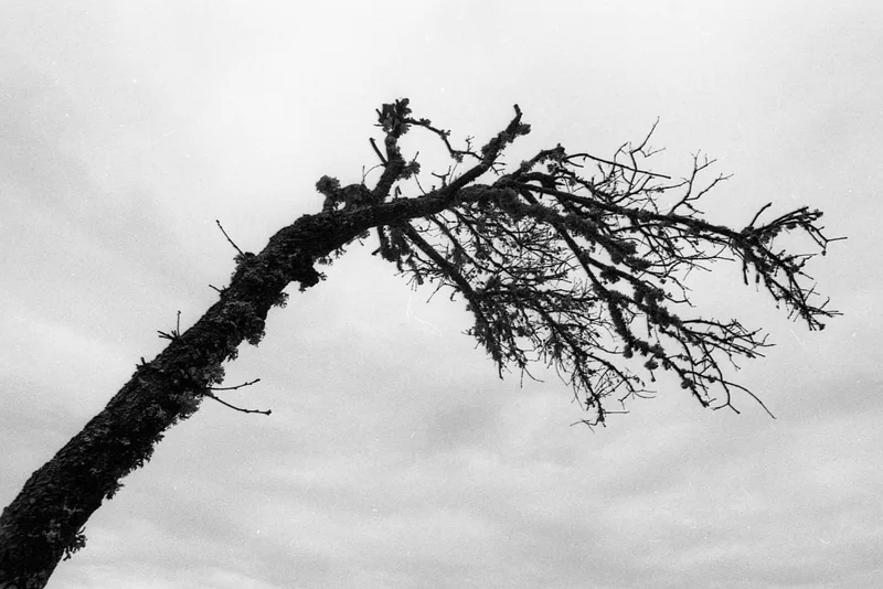 Arbre silhouette shot on Kodak Tri-X 400 with a Nikon F4, by Sébastien JACOB