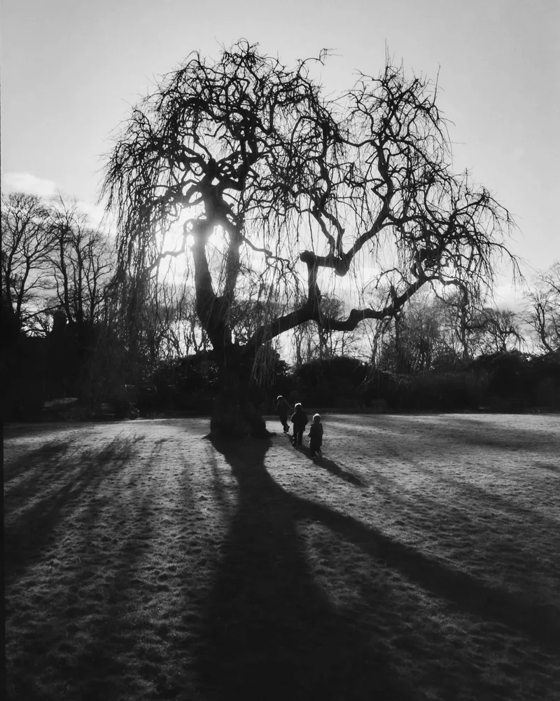 Majestic Weeping Ash Tree shot on Lucky SHD 100 with a Voigtländer Bessa R, developed at Home / Self-Developed, by Mark Beadle