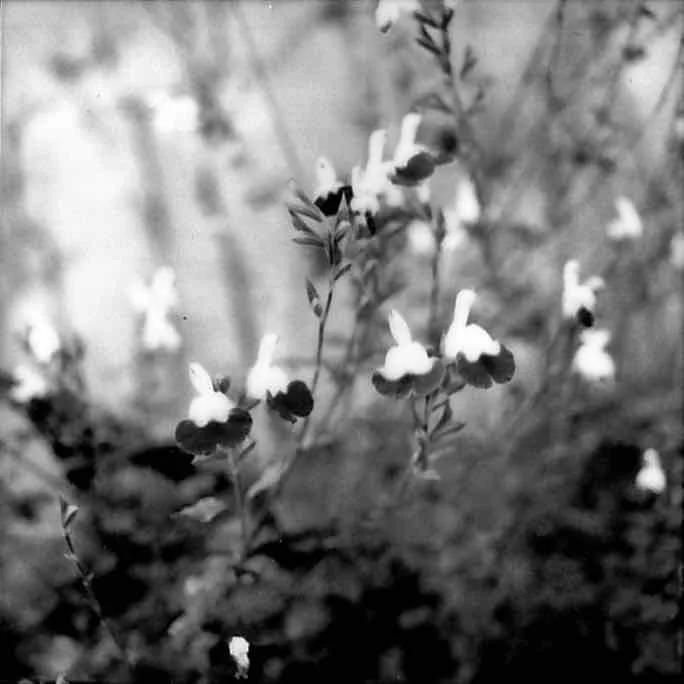 Flowers in Paris shot on Fujifilm Instax Square Monochrome with a Hasselblad 500C/M, developed at Home / Self-Developed, by Robster lobster