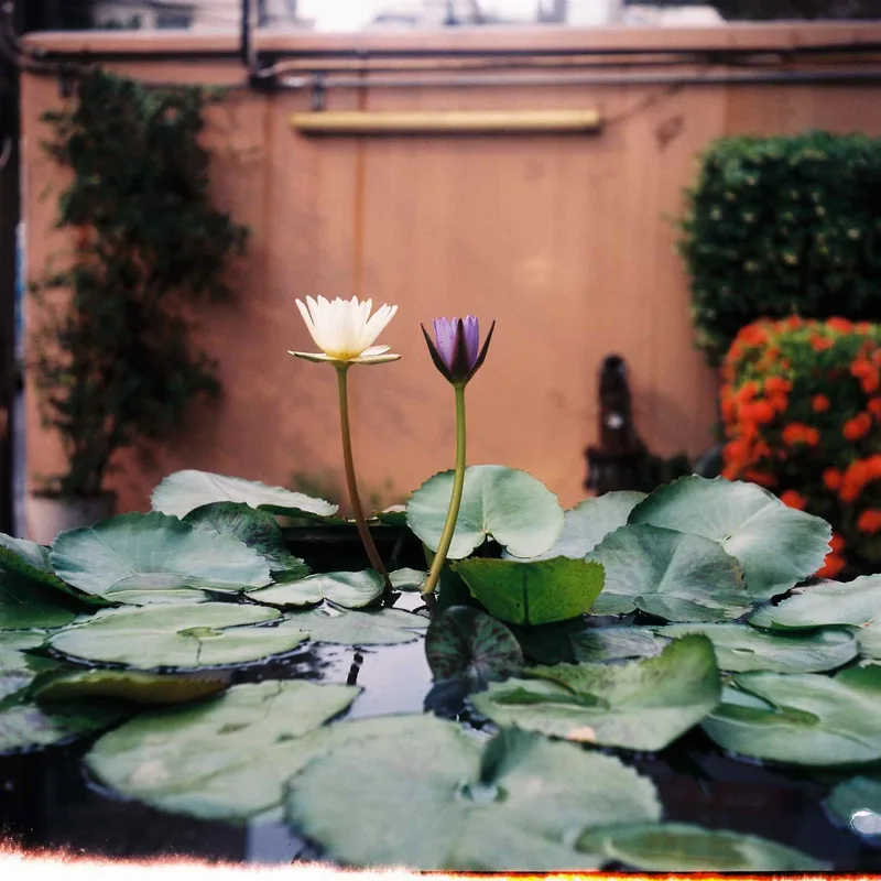Bangkok shot on Kodak Portra 400 with a Wagoflex, developed at Film No Ie Studio, by Thierry C
