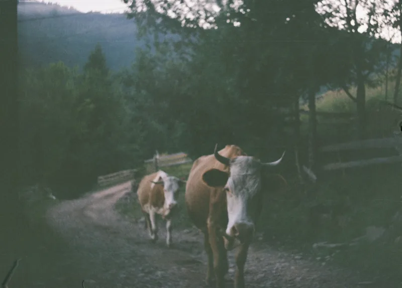 Film photo shot on Fujifilm FujiColor C200 with a Smena 8M, by Oriana