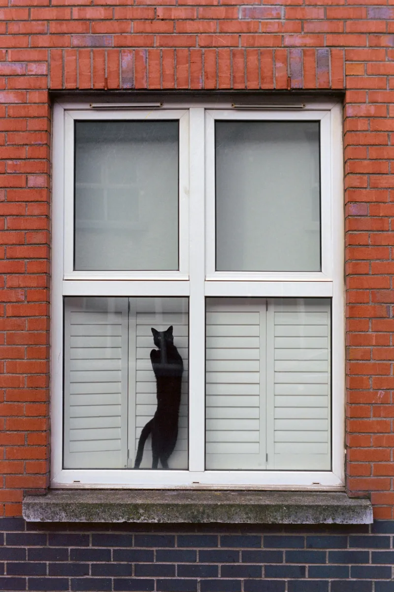 Black Cat shot on Kodak Ektar 100 with a Minolta X-700, developed at Dodd Camera, by Dylan Buell