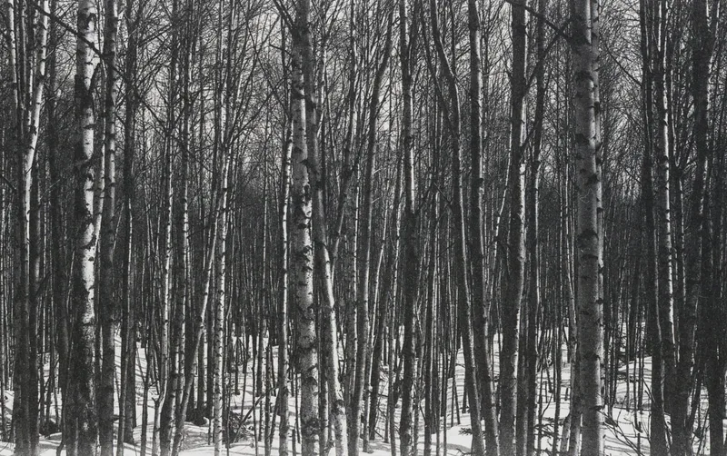 Springtime birch shot on Lomography Lady Grey 400 with a Mamiya Super 23, developed at Home / Self-Developed, by Truckinwagen