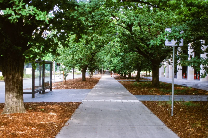 Between the Trees shot on Kodak Ektachrome E100 with a Nikon F80, developed at Irohas Photo Sydney, by DistilledPhotographer