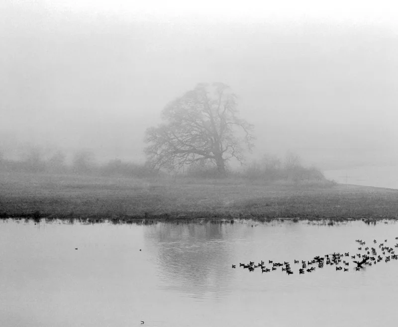 Tree in the Fog shot on Ilford PanF Plus 50 with a Mamiya RB67 Pro S, developed at Home / Self-Developed, by Ken in Portland