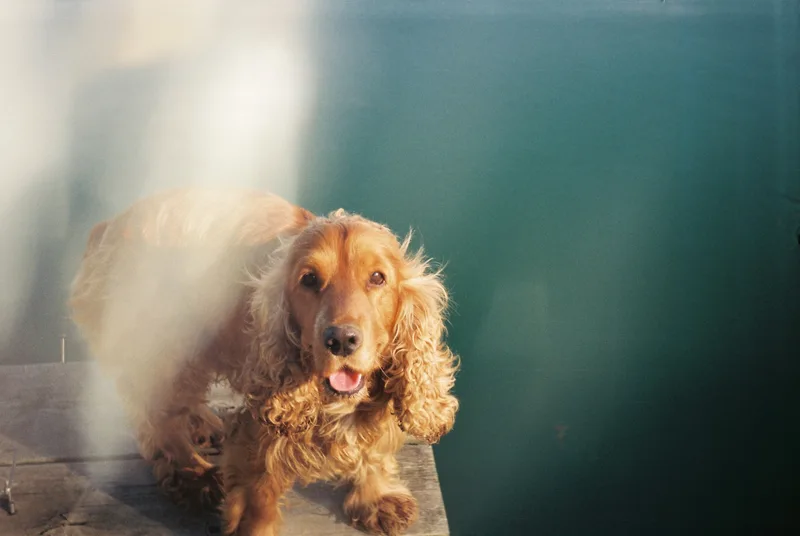Film photo shot on Fujifilm FujiColor C200 with a Smena 8M, by Oriana