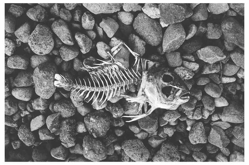 Left Behind shot on Fujifilm Neopan Acros 100 with a Leica CL, developed at Black and White Box, by BadMonkey