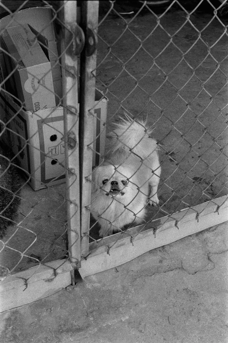 Toofs shot on Oriental Seagull 400 with a Canon F-1n, developed at Home / Self-Developed, by Darren Fielding