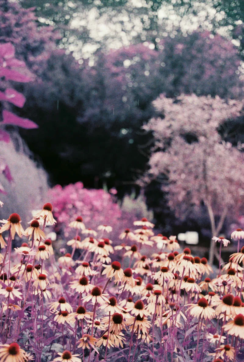 Film photo shot on Lomography LomoChrome Purple 100 with a Canon AE-1, developed at Unique Photo, by Jimmy
