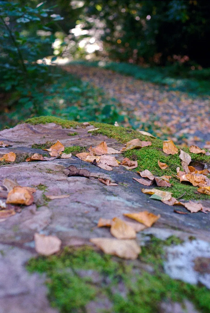Early Autumn shot on Fujifilm FujiColor C200 with a Pentax ME Super, developed at Brooktree Film Lab, by Carlyle