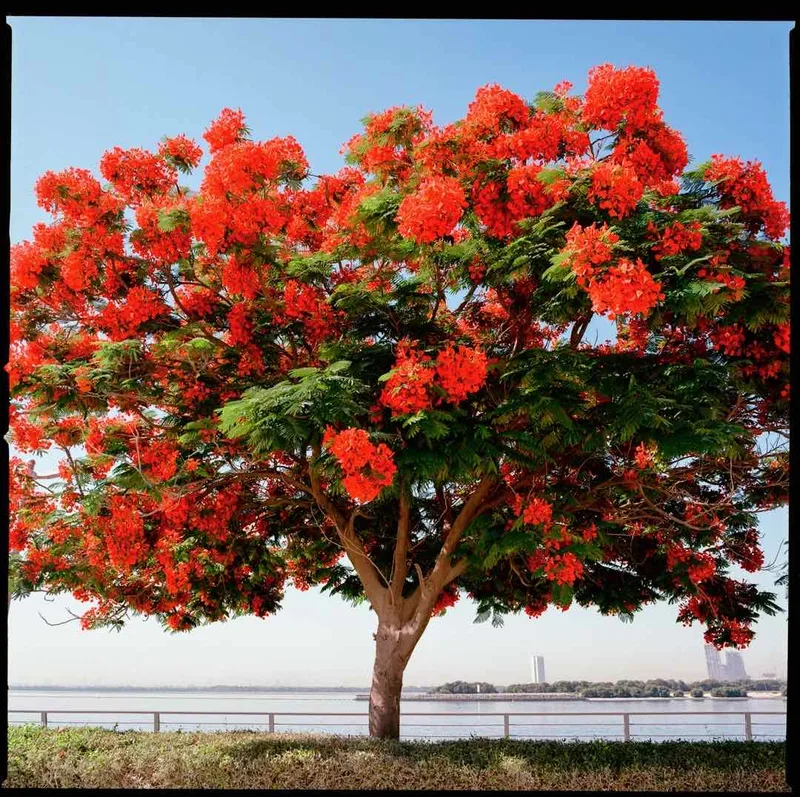 Delonix Regia shot on Kodak Ektar 100 with a Hasselblad 205FCC, developed at Lighthouse Film Lab, by 13slvsl