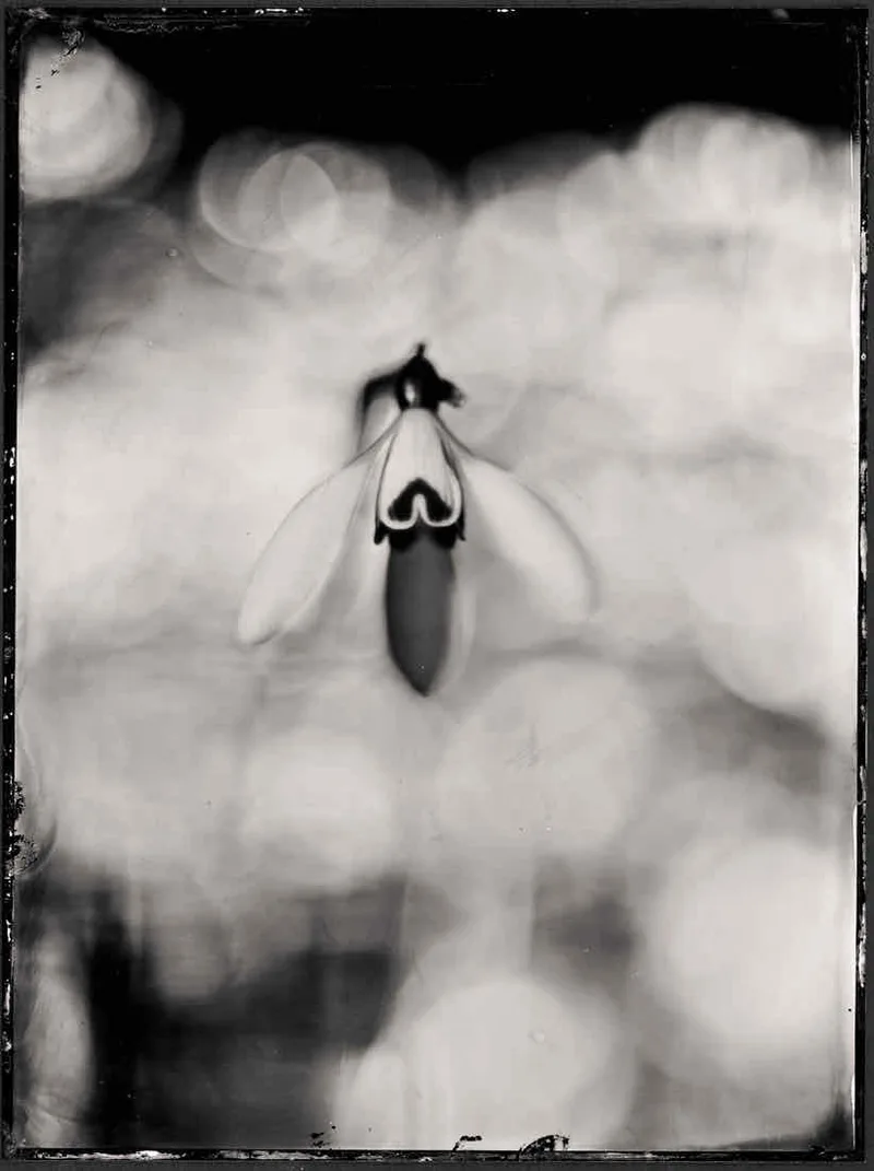 Spring Dreaming - a tintype story shot on Self made wet plate collodion, by Markus Hofstätter