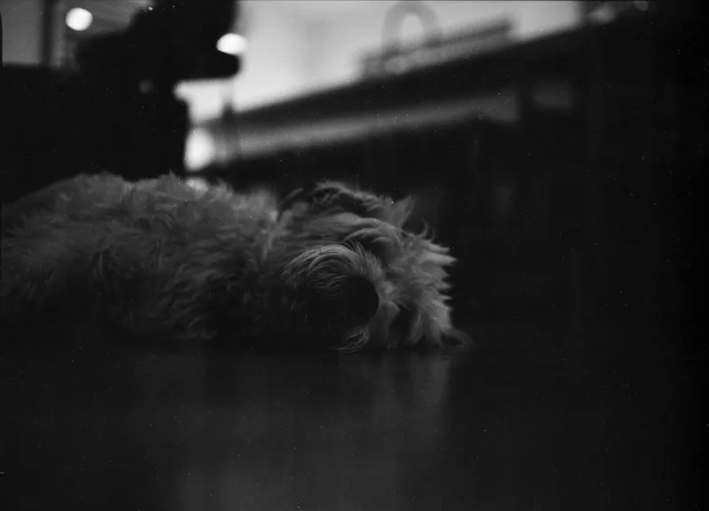 Afternoon Nap shot on Lucky SHD 400 with a Pentax 645, developed at Legacy Photo Lab, by Dean