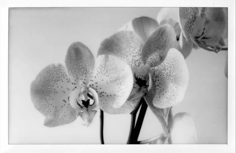 Film photo shot on Fujifilm Instax Wide Monochrome with a Intrepid 4x5 MK4, by Francesco Mocellin