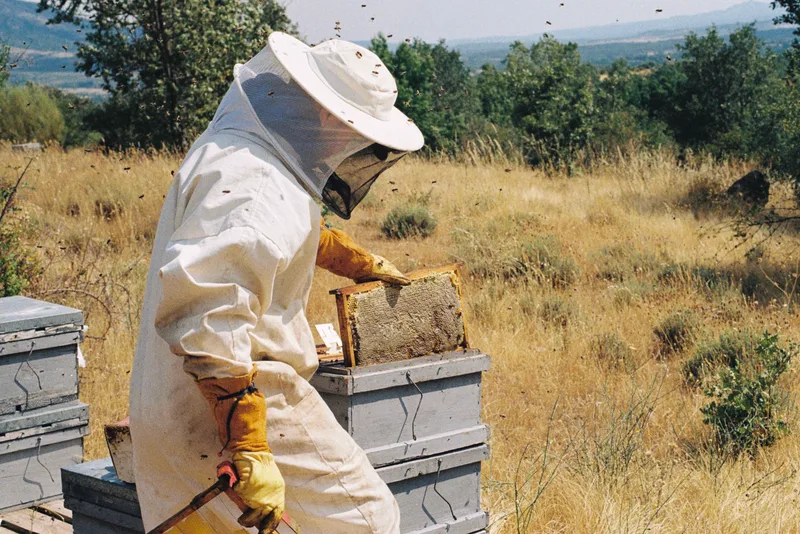 Honey in the making shot on Kodak Gold 200 with a Canon AE-1, developed at Film Never Die, by Pablo