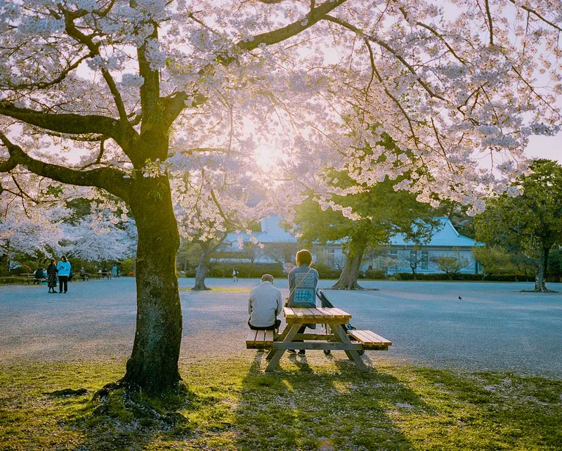 Hanami shot on Kodak Vericolor 400 with a Mamiya 7, developed at Home / Self-Developed, by Nicholas Smith