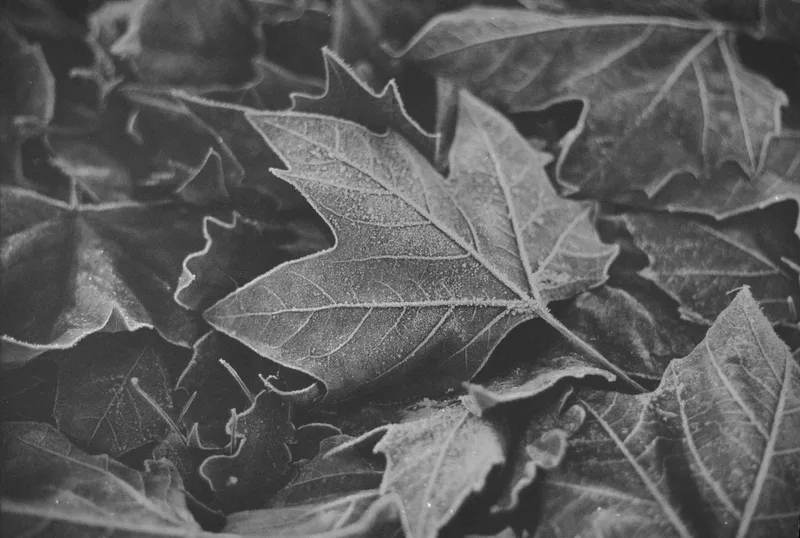 Touch of frost shot on Ilford FP4 Plus 125 with a Pentax Spotmatic, developed at Home / Self-Developed, by Dan Whitney