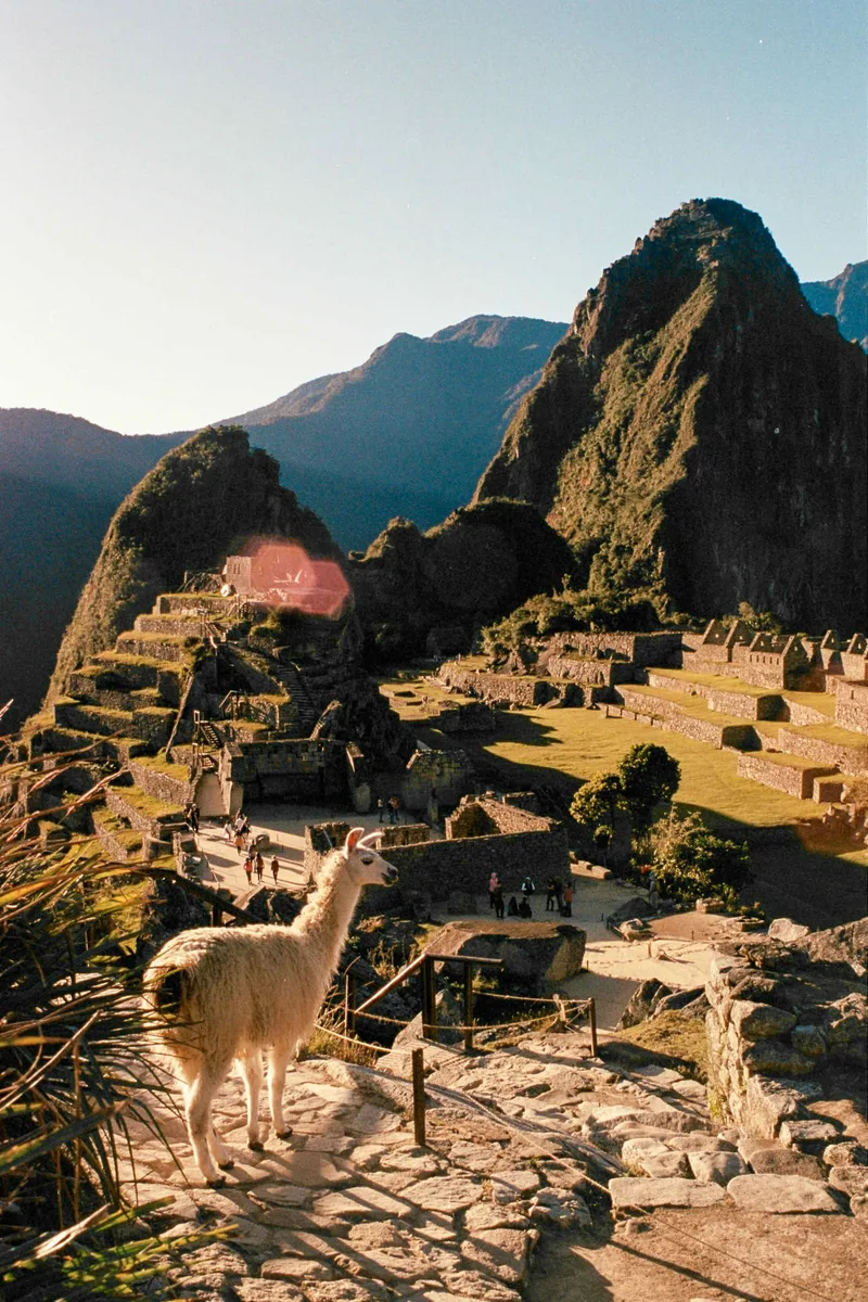 A Lama & Machu Picchu shot on Kodak Portra 400 with a Minolta XG-M, by Anita Senff Arias