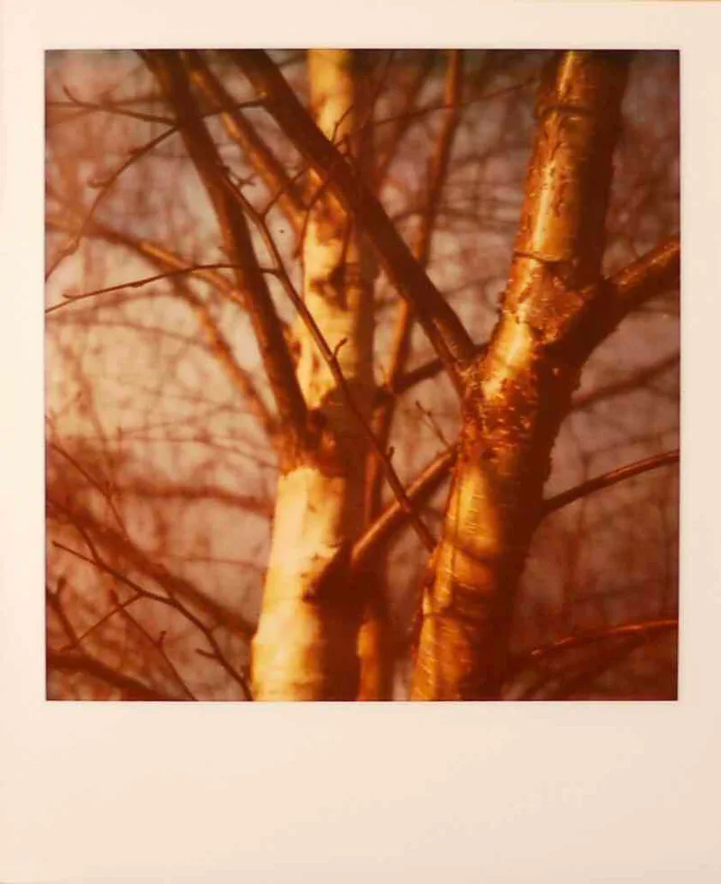 Shevock shot on Polaroid 600 with a Polaroid SX-70 Sonar, by Matt